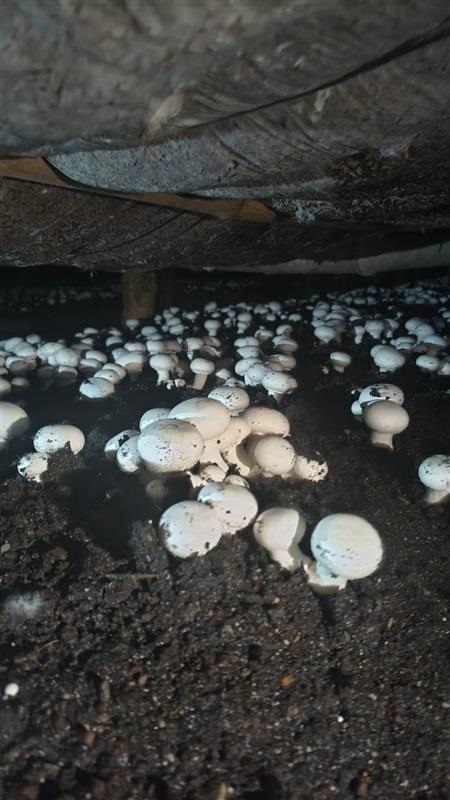 30 January 2026- One-day visit to the Button Mushroom Centre at Faridpur